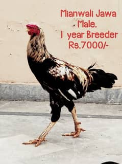 Aseel Jawa / Mianwali /  Breeder'/ Hen / Murga / Rooster /اصیل مرغا