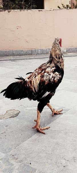 Aseel Jawa / Mianwali /  Breeder'/ Hen / Murga / Rooster /اصیل مرغا 1