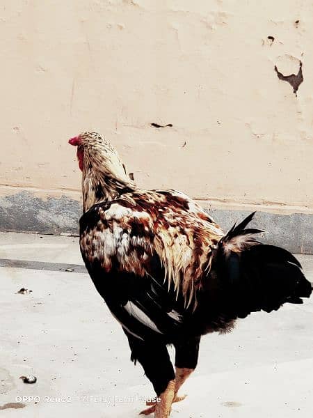 Aseel Jawa / Mianwali /  Breeder'/ Hen / Murga / Rooster /اصیل مرغا 2