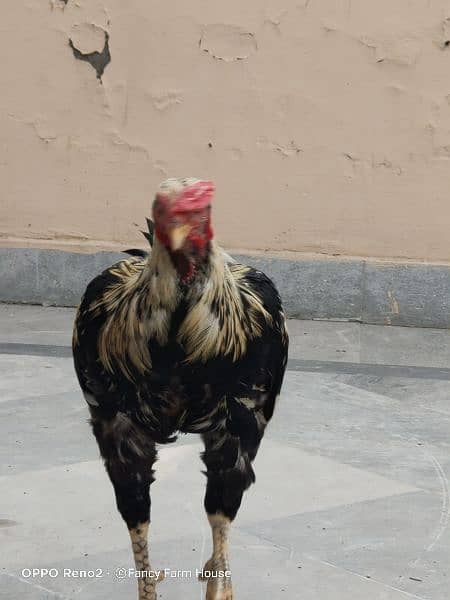 Aseel Jawa / Mianwali /  Breeder'/ Hen / Murga / Rooster /اصیل مرغا 3