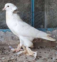 Pigeon / Kabootar