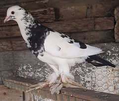 Pigeon / Kabootar