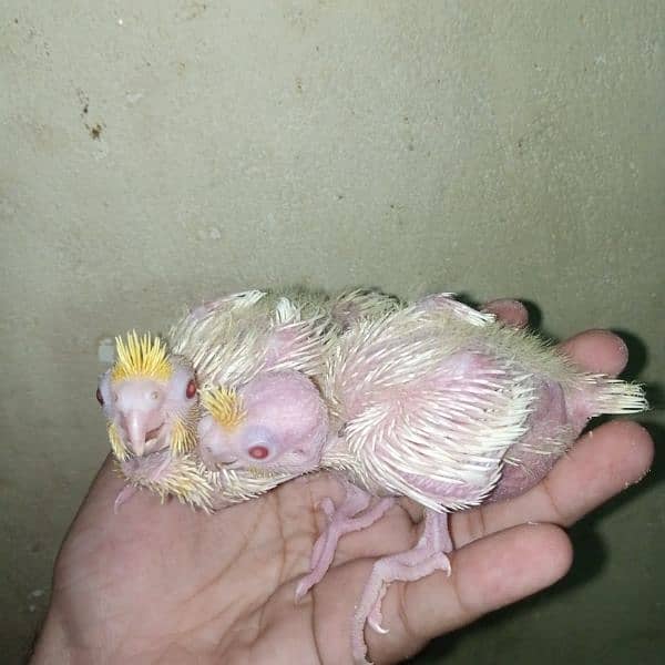 cocktail common white eno red eye breeder vpied pair handtame chicks 10