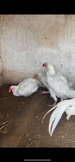 Heera chicks, breeders, full setup for sale