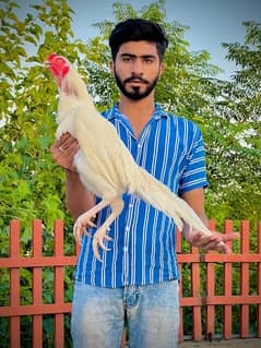 Heera chicks, breeders, full setup for sale