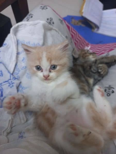 Kittens For Sale 2