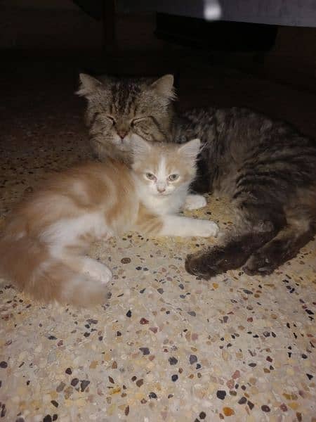 Kittens For Sale 5