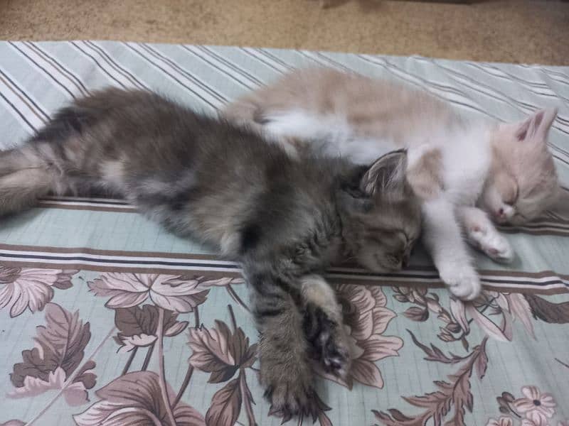 Kittens For Sale 6