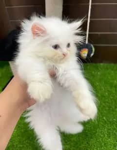 Persian cat 2 month My WhatsApp number 0326/74/83/089