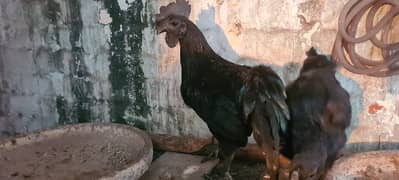 Ayam Cemani