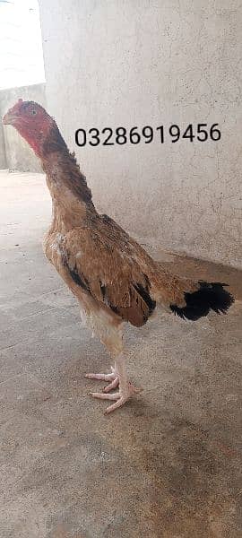 Top Quality Aseel Hen /Murgi / Madi 1