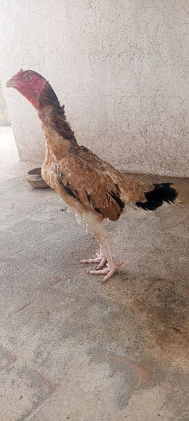 Top Quality Aseel Hen /Murgi / Madi 2