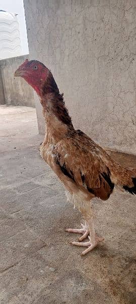 Top Quality Aseel Hen /Murgi / Madi 3