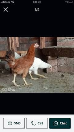 egg lay hen weight 1kg above egg deti hai daily