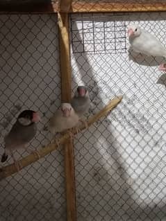 5pice java finch. . for sale