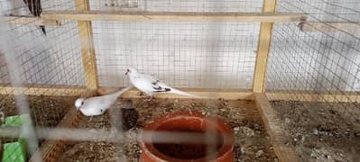 Diamond Pied Dove Pair sell.