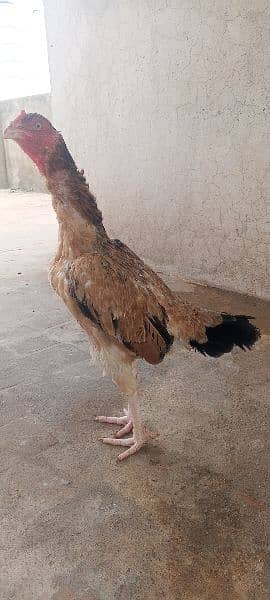 Top Quality Aseel Hen /Murgi / Madi 6