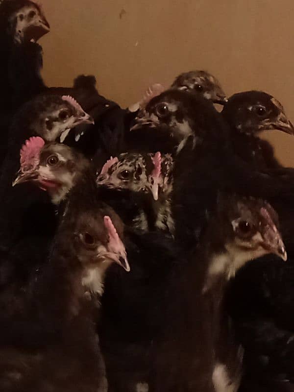 Austrolope chicks 2months old 1