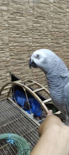 My Whatsapp 03167349197 African grey parrot for sale