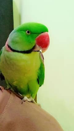 raw parrot