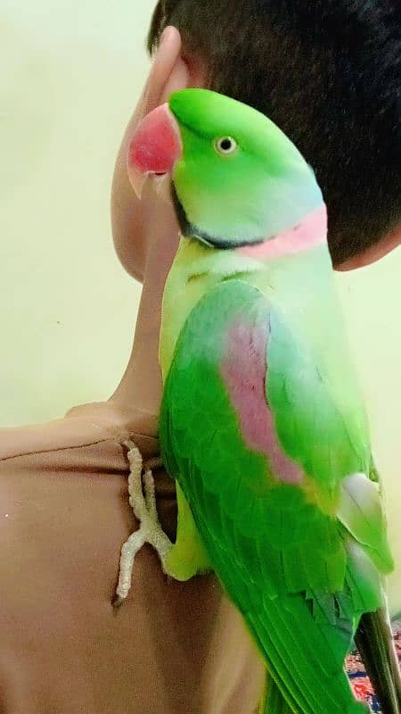 raw parrot 3