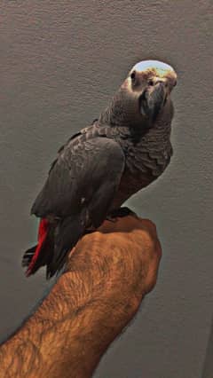 grey parrot african grey 7 month male