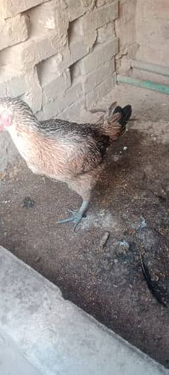 Aseel Desi Murgi hen