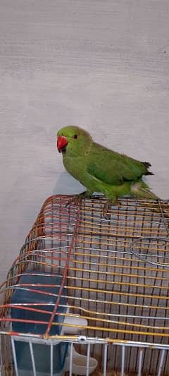 The female parrot for sale