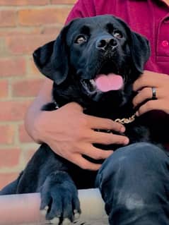 American labrador female