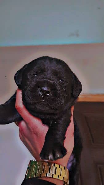 American labrador female 2