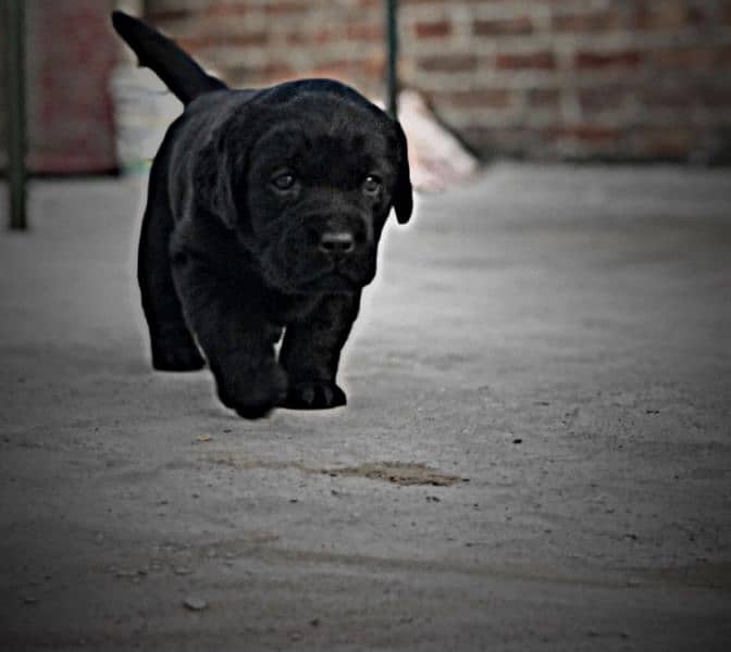 American labrador female 3