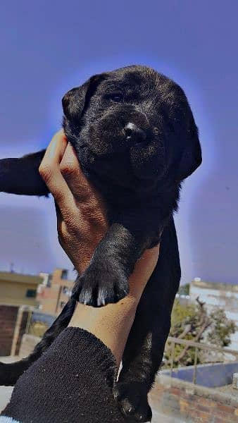 American labrador female 6