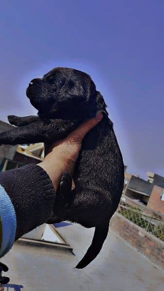 American labrador female 7