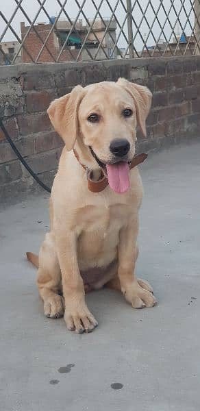 American labrador female 9