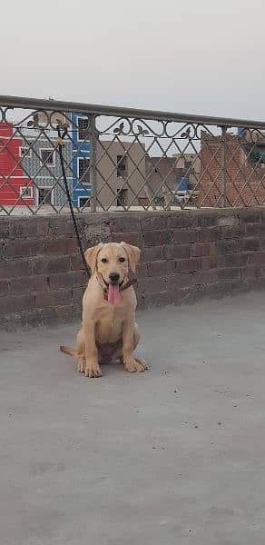 American labrador female 10