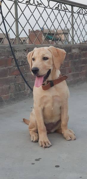 American labrador female 12