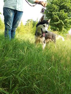 Pedigree male husky available confirm stud