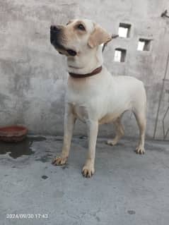 American Labrador Female