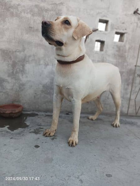 American Labrador Female 0