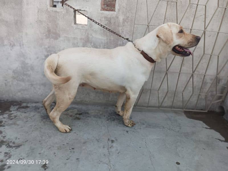 American Labrador Female 2