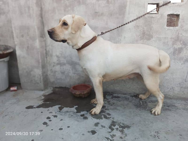 American Labrador Female 3