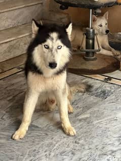 husky male available confirm stud