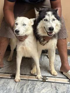 husky male available confirm stud and female