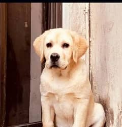 Female Labrador