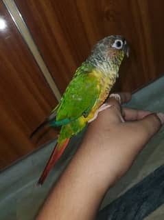 I am selling a paniapple parrot price Kam ho jai ge