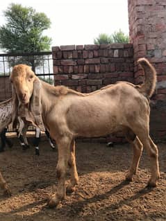 Breeder quality bakra