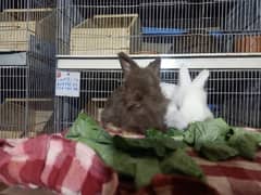 English angora rabbit so beautiful so friendly cute baby male