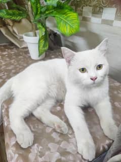 Persian male for sale