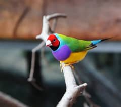 Lady Gouldian Exhibition size  breeder Pairs Available