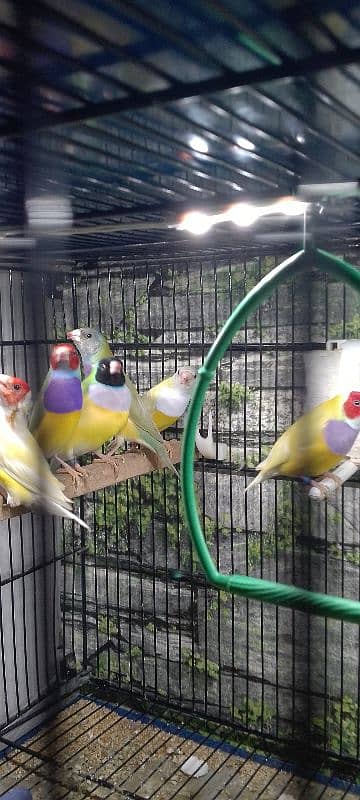 Lady Gouldian Ready To First Breed Pairs Available 1